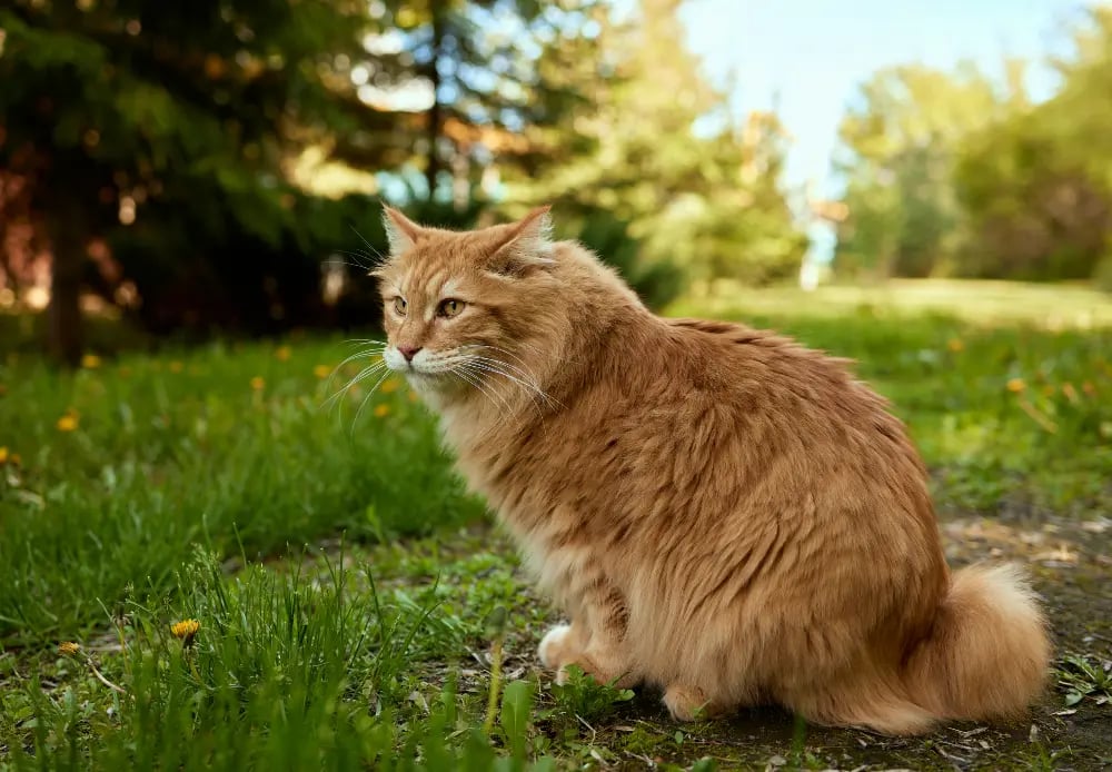 Best cat breeds hotsell for leash training